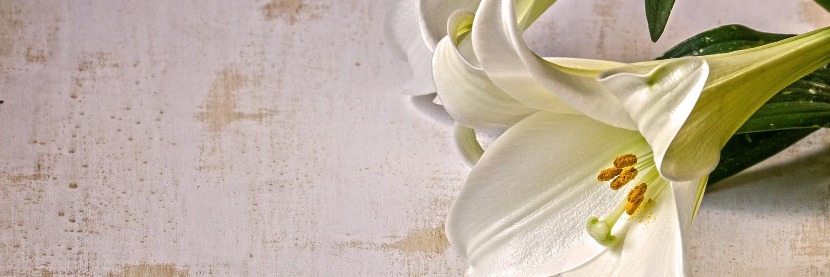 1672x558 Messages For Funeral Cards & Flowers