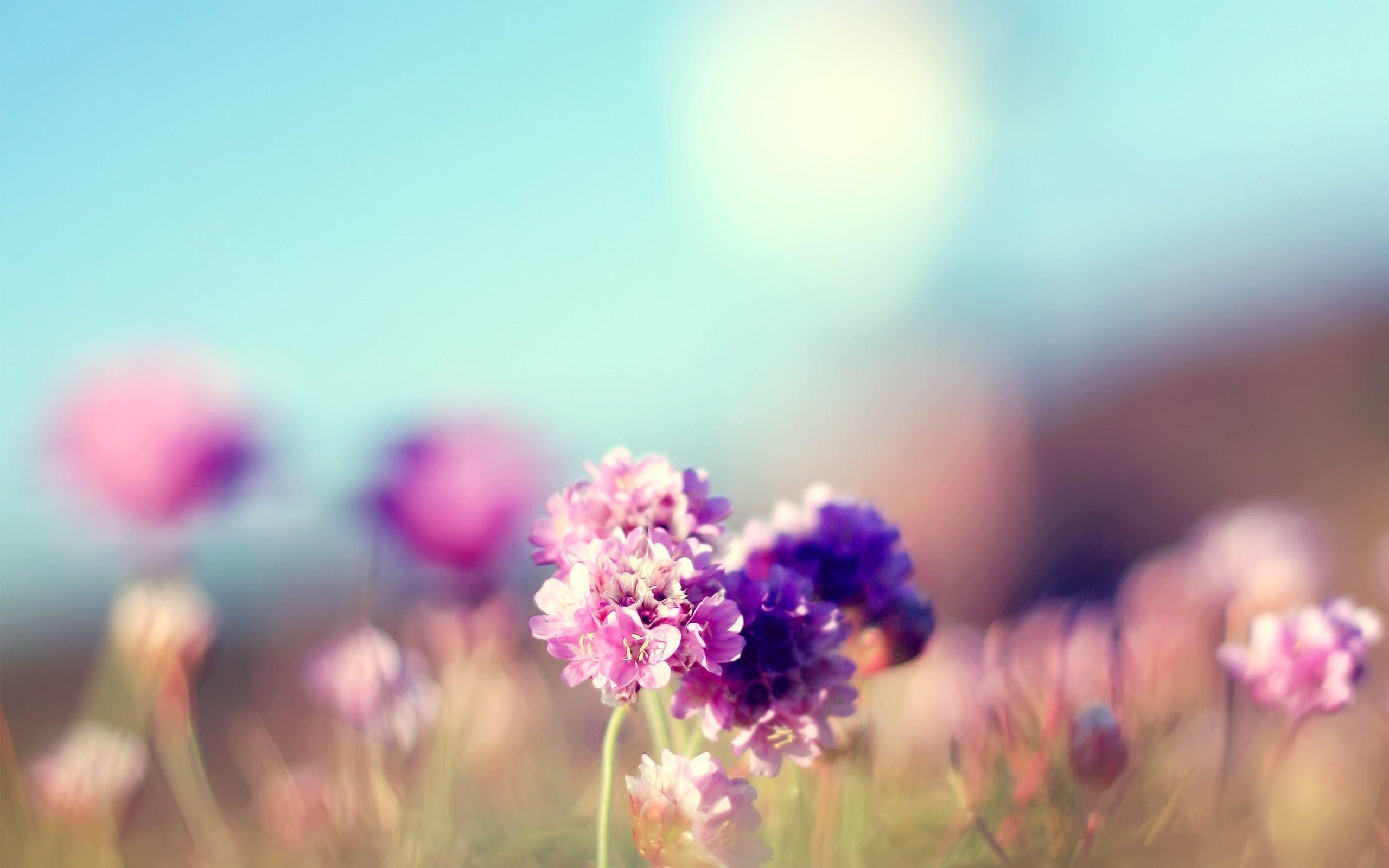 2560x1600 Cute Flowers