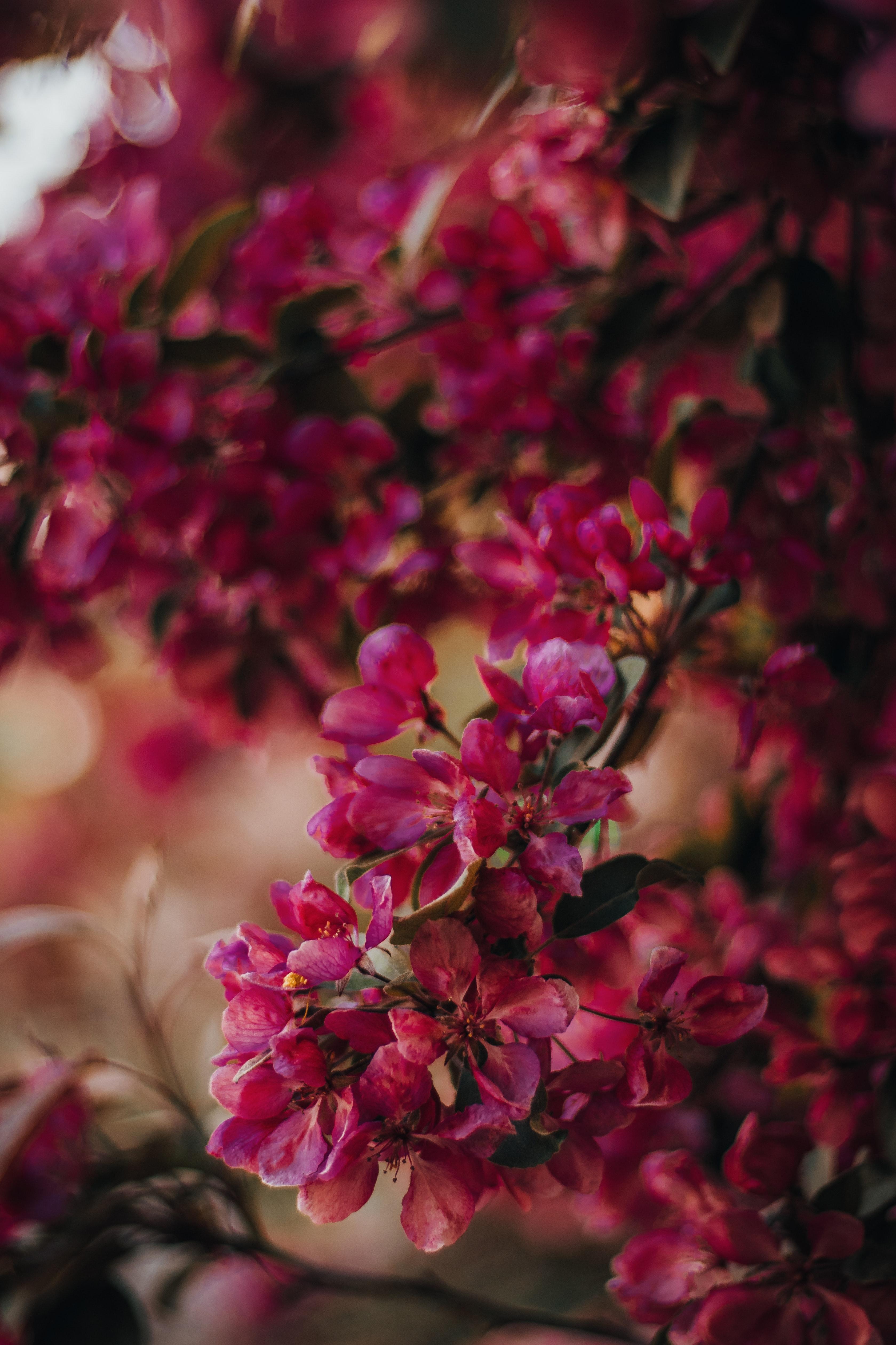 3359x5039 Funeral Flowers Photo, Download Free Funeral Flowers & HD Image