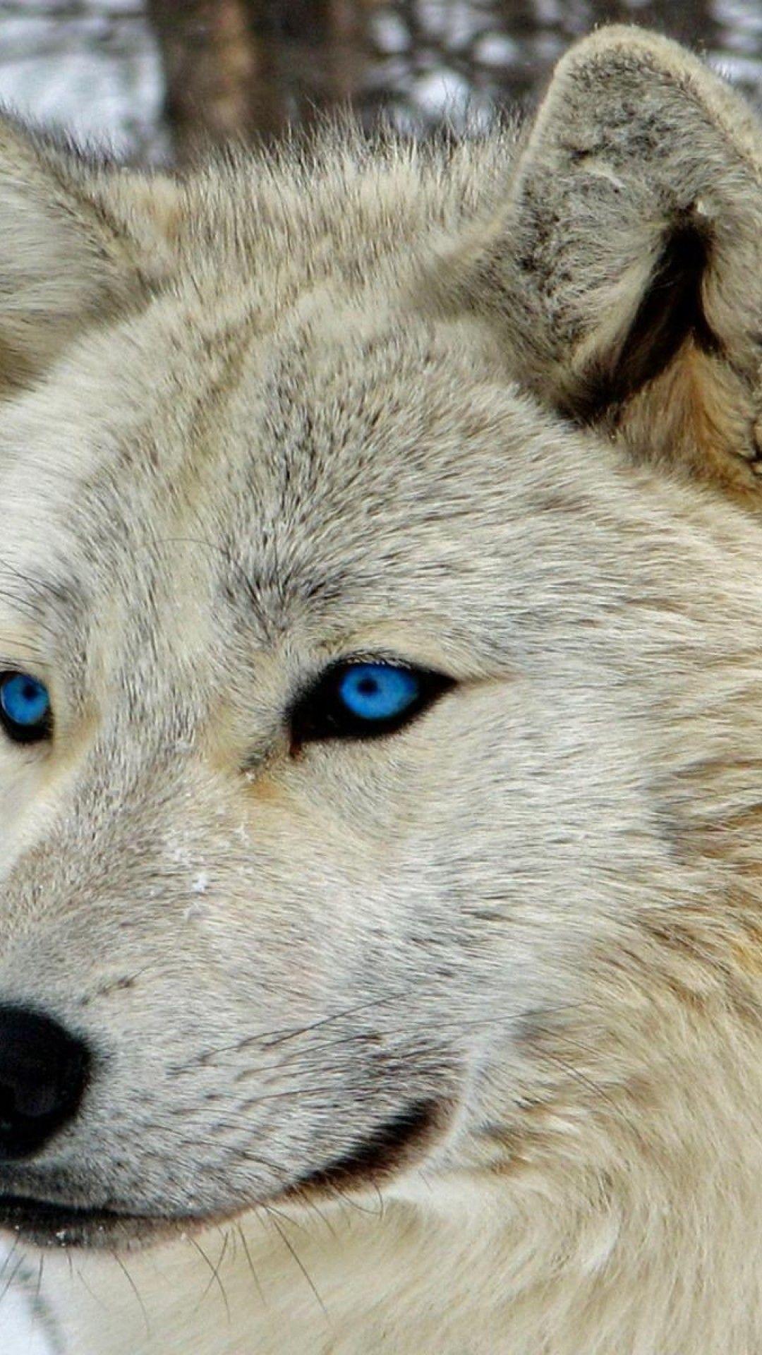 White Wolf iPhone Wallpapers - Top Free White Wolf iPhone Backgrounds ...