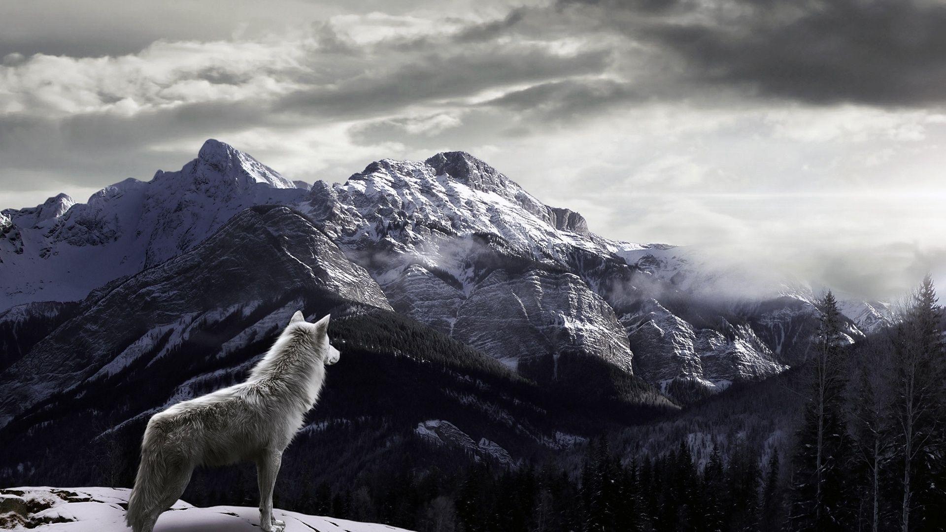1920x1080 White Wolf Mountain Wallpaper HD Live Wallpaper HD. Wolf wallpaper, Mountain wallpaper, Landscape poster
