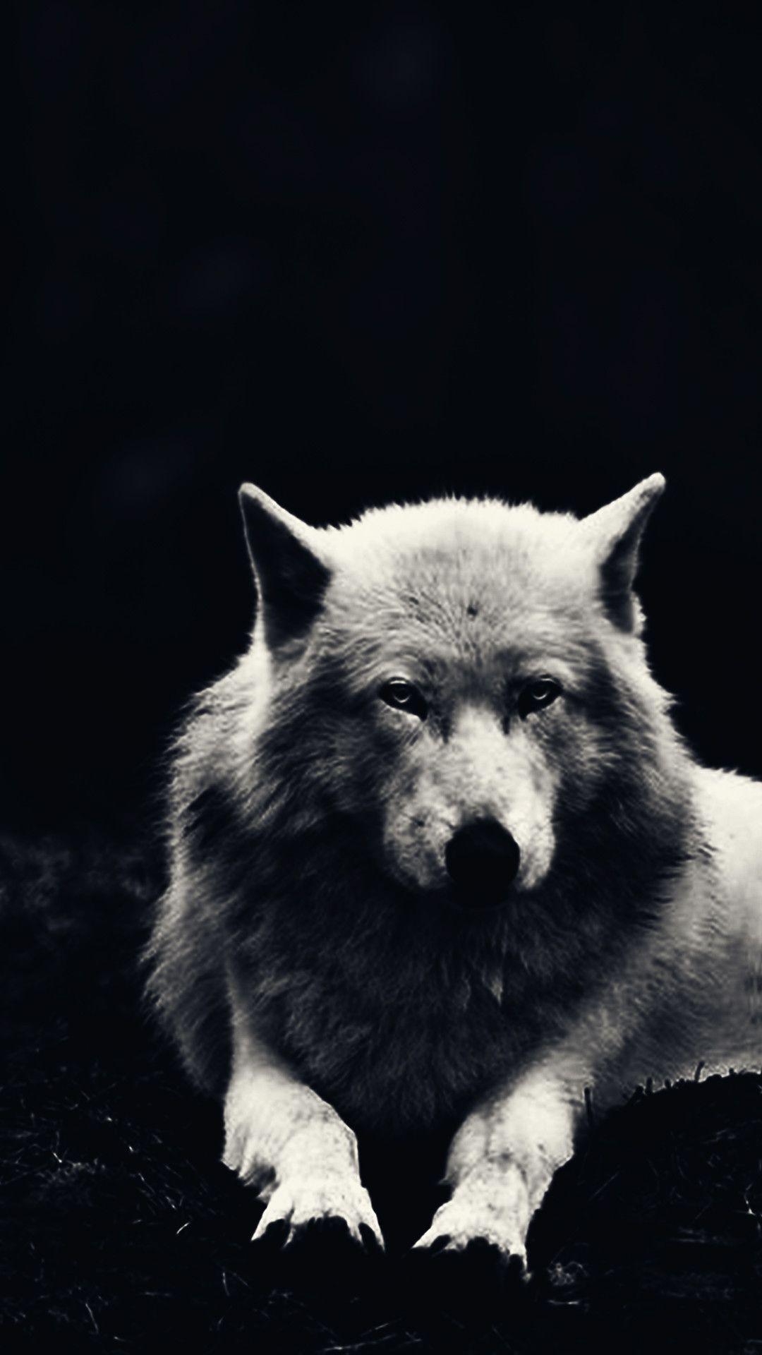 White Wolf Iphone Wallpapers Top Free White Wolf Iphone