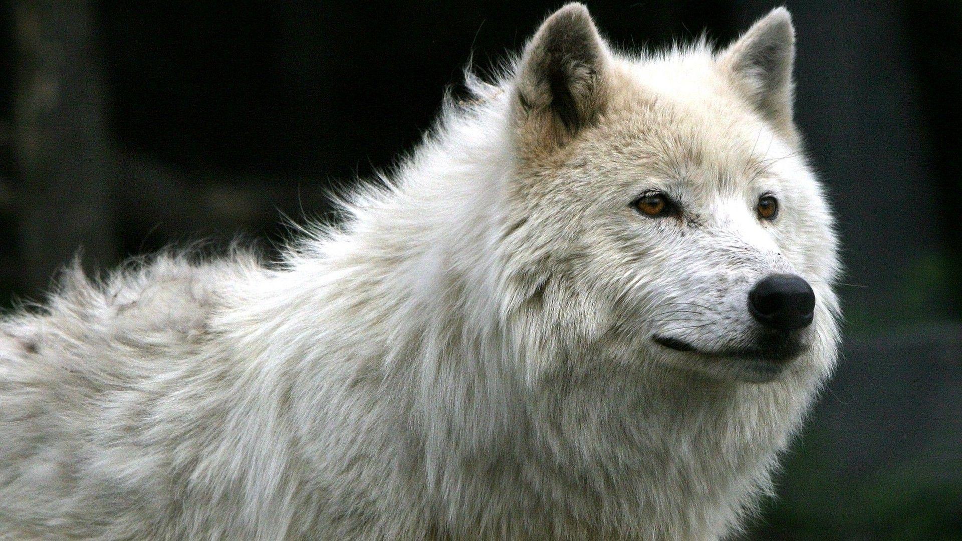 White Wolf iPhone Wallpapers - Top Free White Wolf iPhone Backgrounds