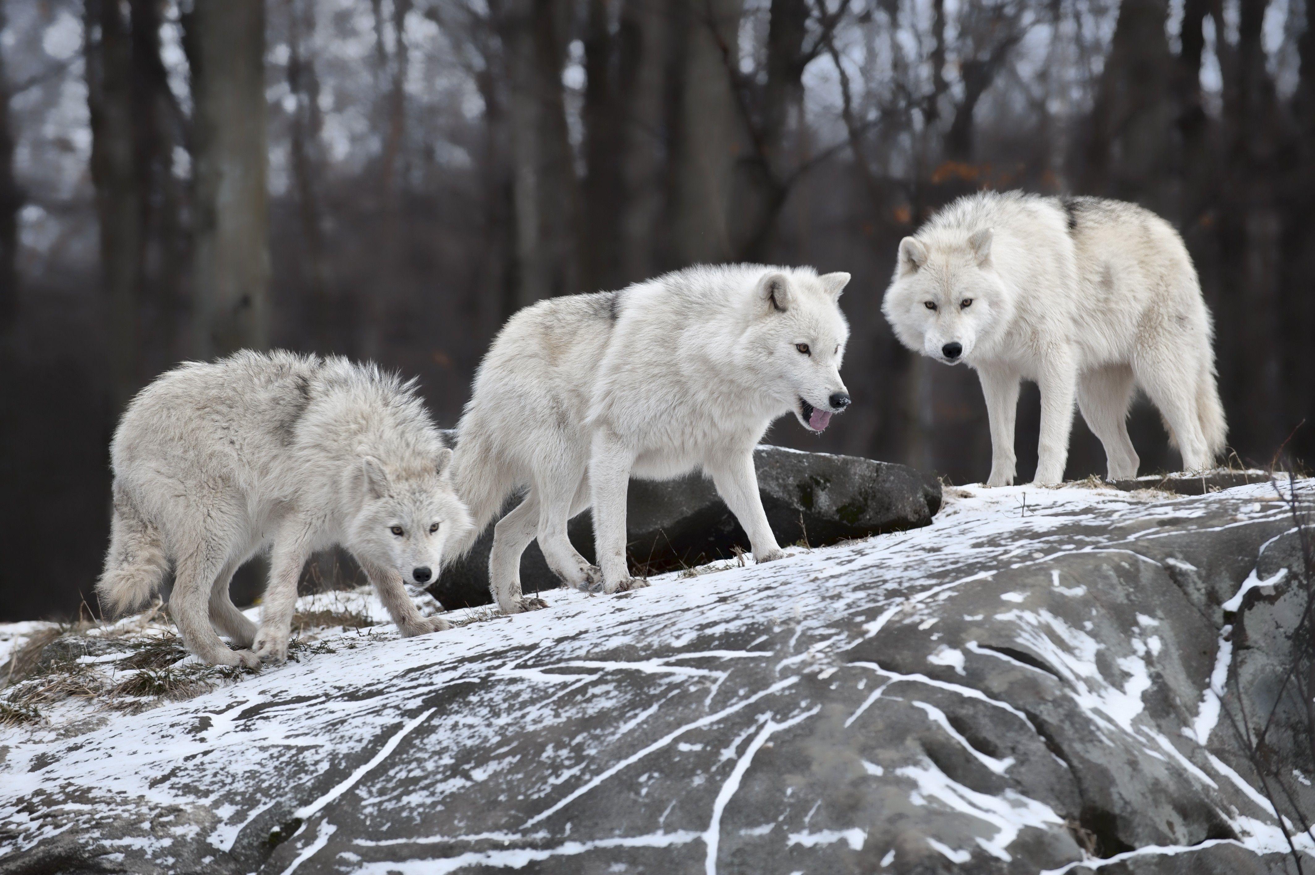 4256x2832 Nature animals white wolf wolves wallpaper