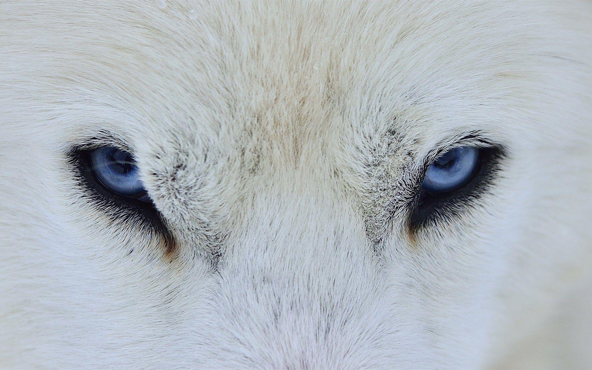 1920x1200 Wallpaper Wolf iPhone