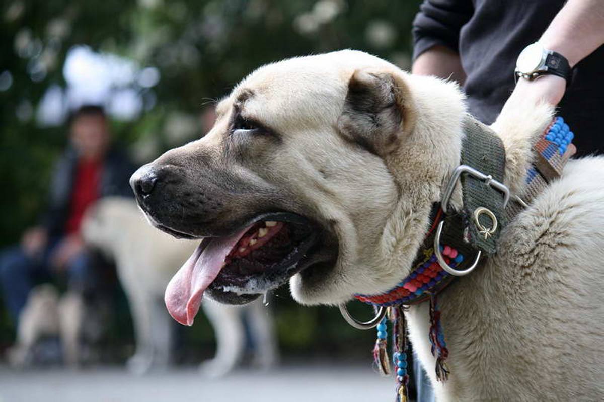 1200x799 Kangal Wallpaper