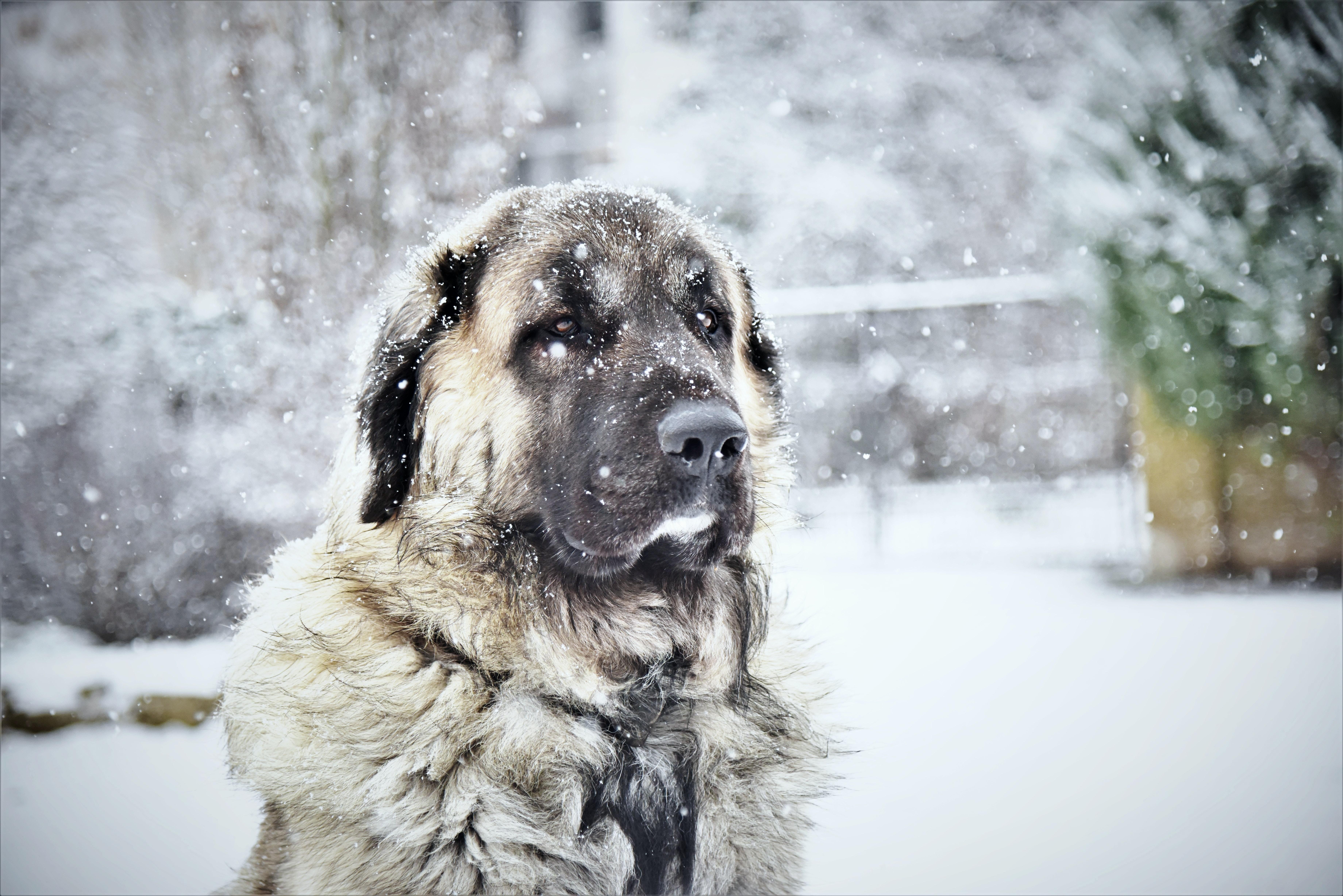 7360x4912 Kangal Dog Wallpaper