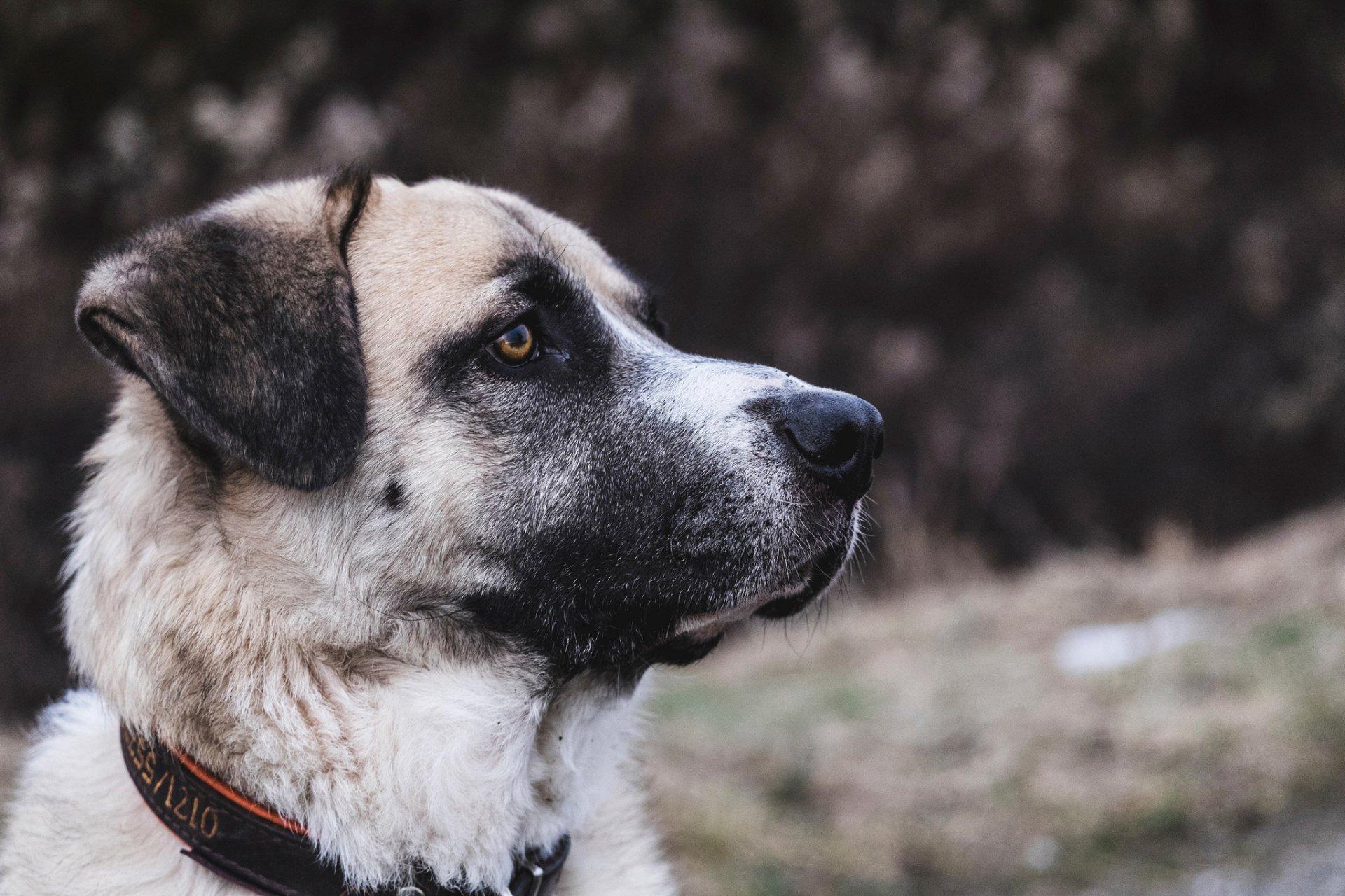 1920x1280 Kangal Shepherd Dog HD Wallpaper
