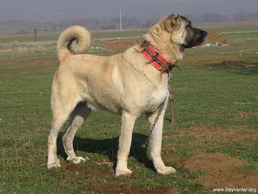 1024x768 Cute Kangal Dog photo and wallpaper. Beautiful Cute Kangal Dog picture