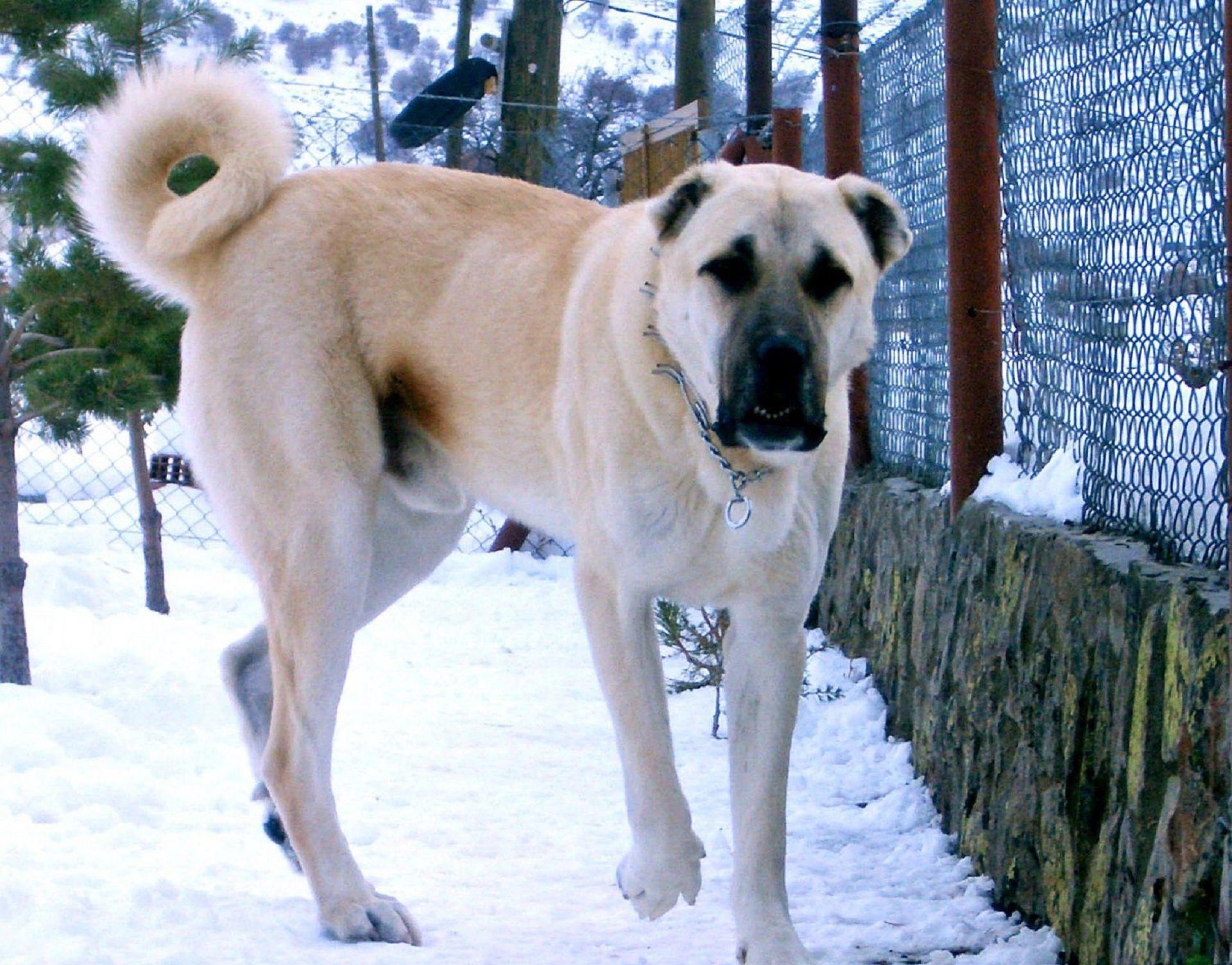1920x1504 Kangal Shepherd Dog Wallpaper