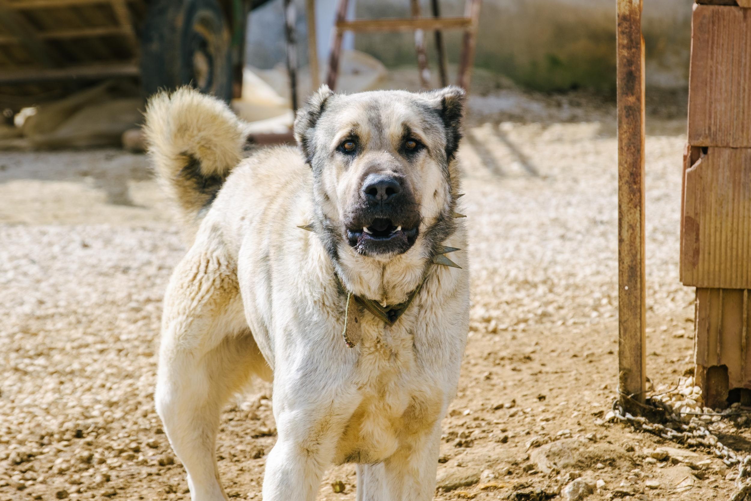 Kangal Wallpapers - Top Free Kangal Backgrounds - WallpaperAccess