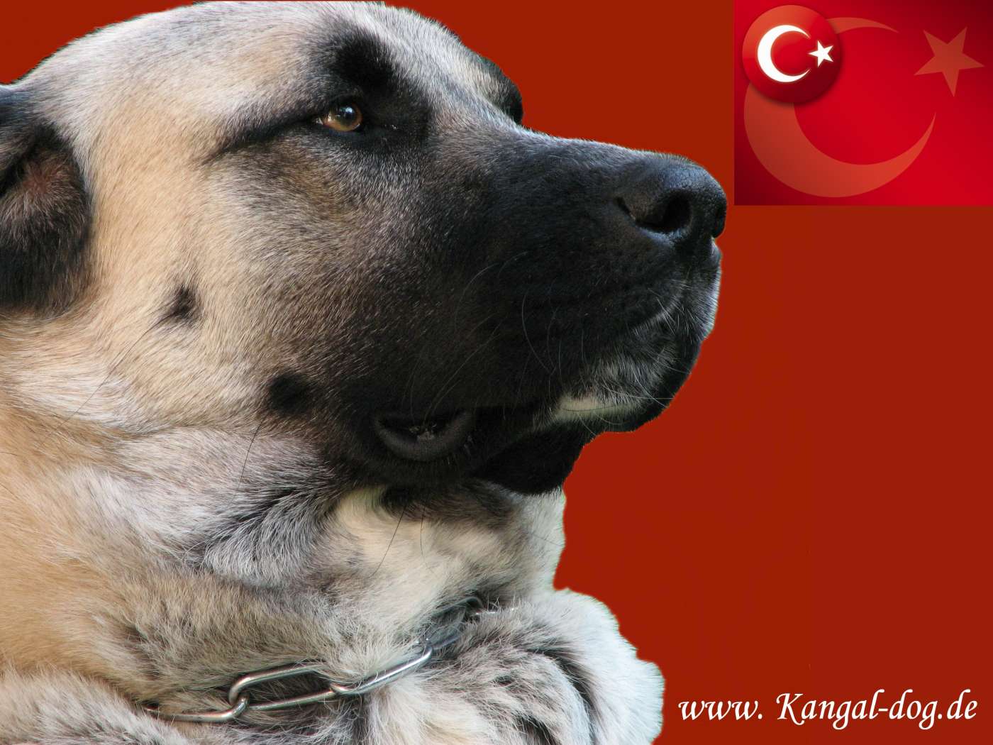 1400x1050 KANGAL DOG.DE .:: Wallpaper