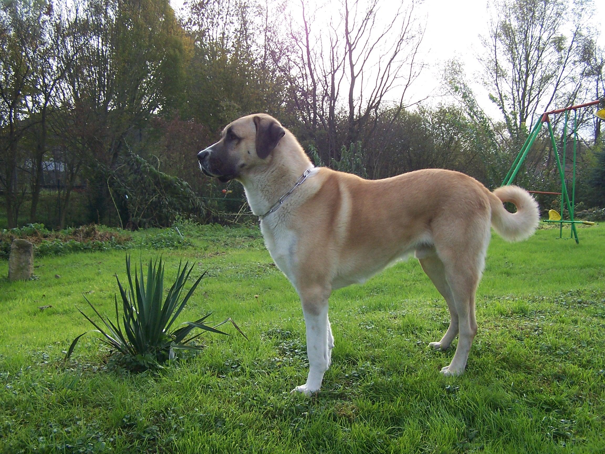 2304x1728 Kangal Dog photo and wallpaper. The beautiful Kangal Dog picture