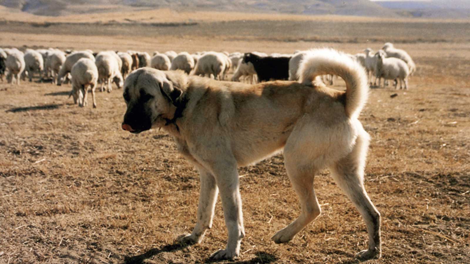 Kangal Wallpapers - Top Free Kangal Backgrounds - WallpaperAccess