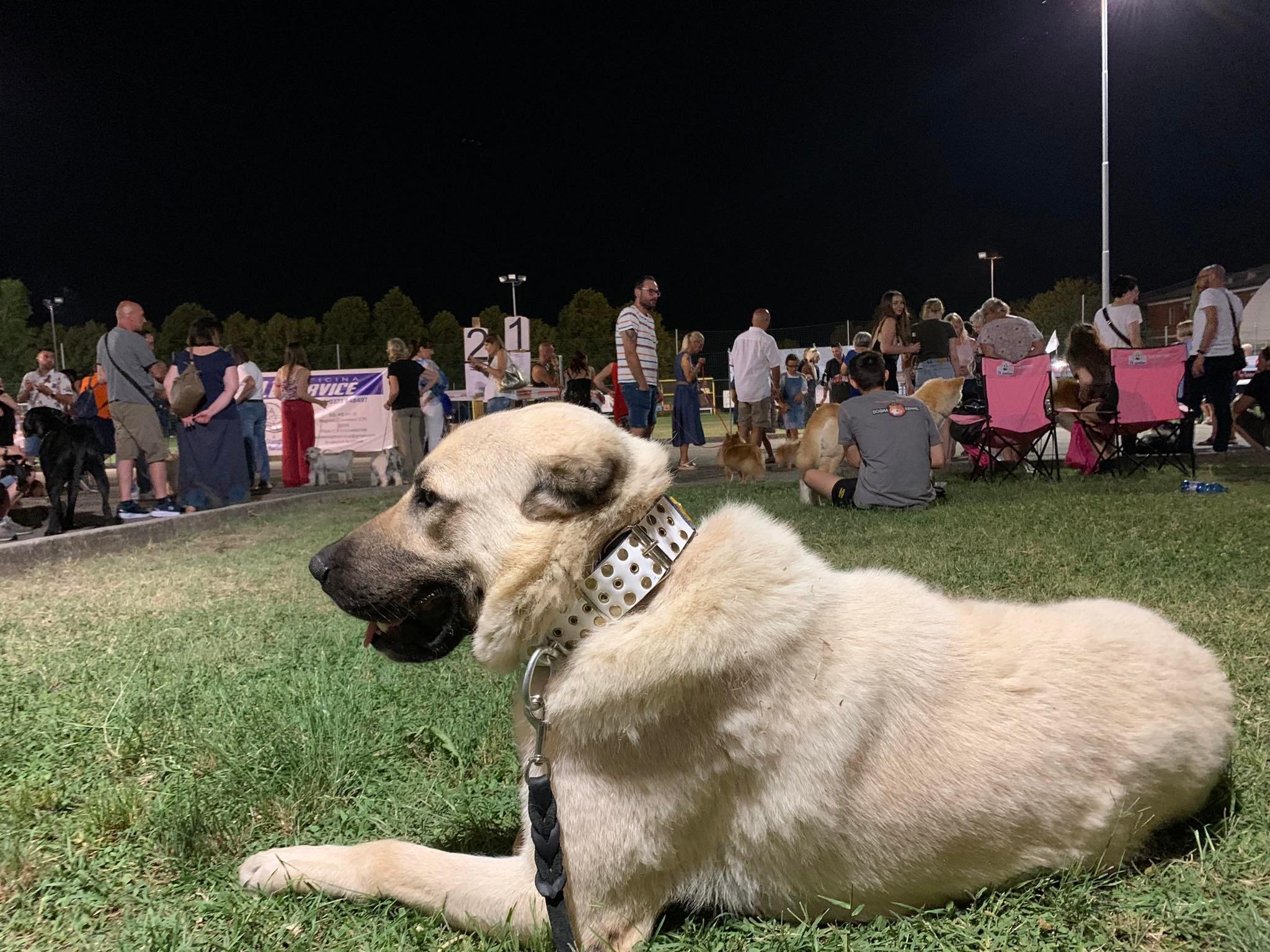 2048x1536 Kangal çoban köpeği male