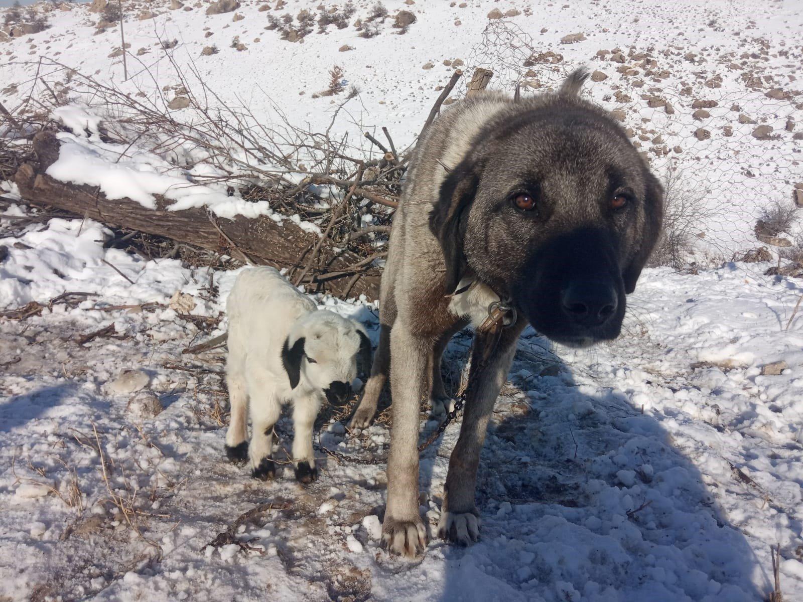 Kangal Wallpapers Top Free Kangal Backgrounds WallpaperAccess