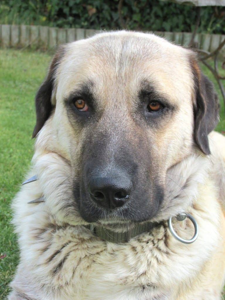 Kangal Wallpapers - Top Free Kangal Backgrounds - WallpaperAccess