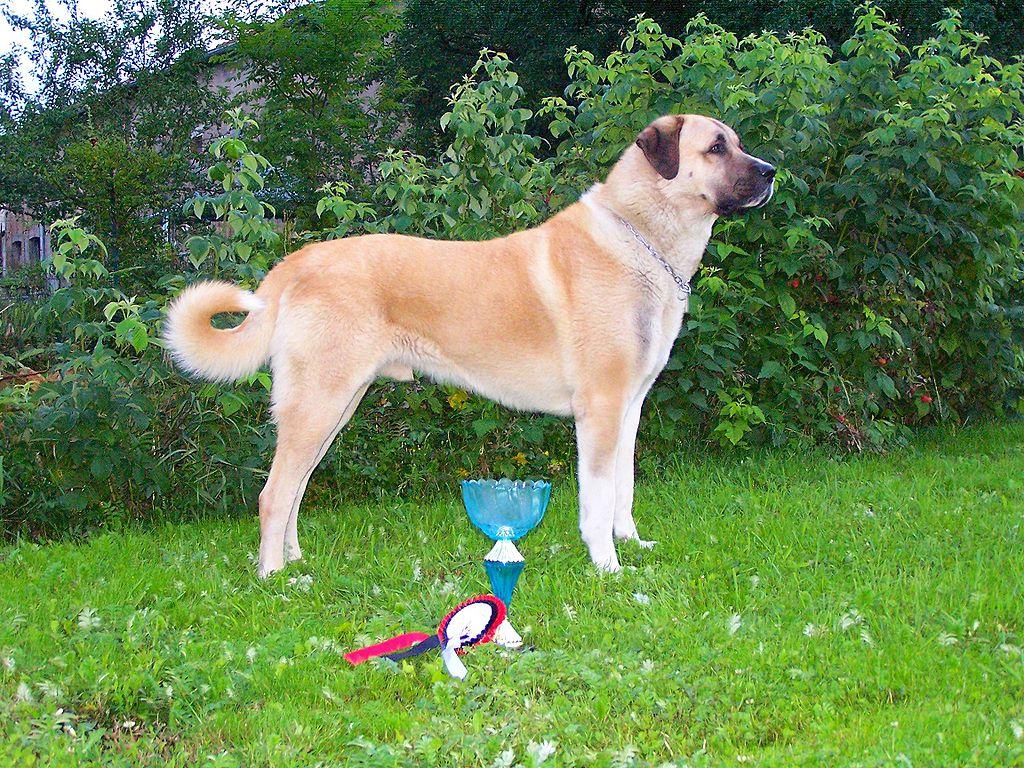 1024x768 Varish, Berger d'anatolie, Kangal.jpeg