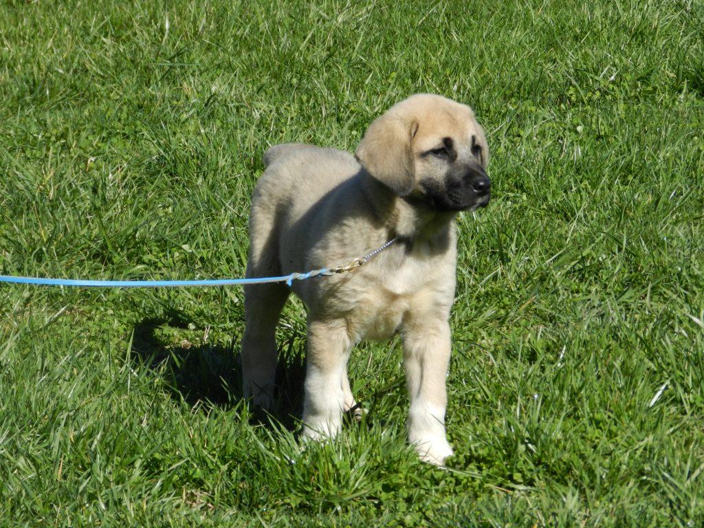 1024x768 Kangal Dog