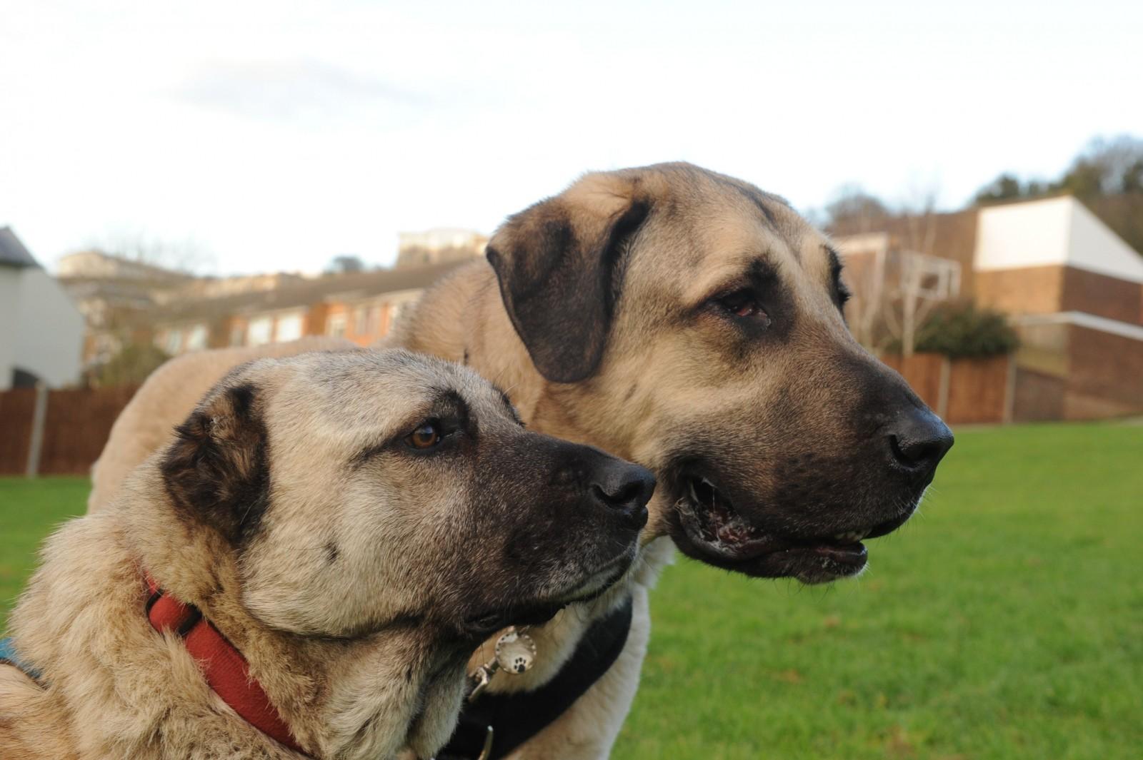 1600x1065 Giant dog is lifelong protector of pooch who was beaten in the head with an AXE and had his ears chopped off