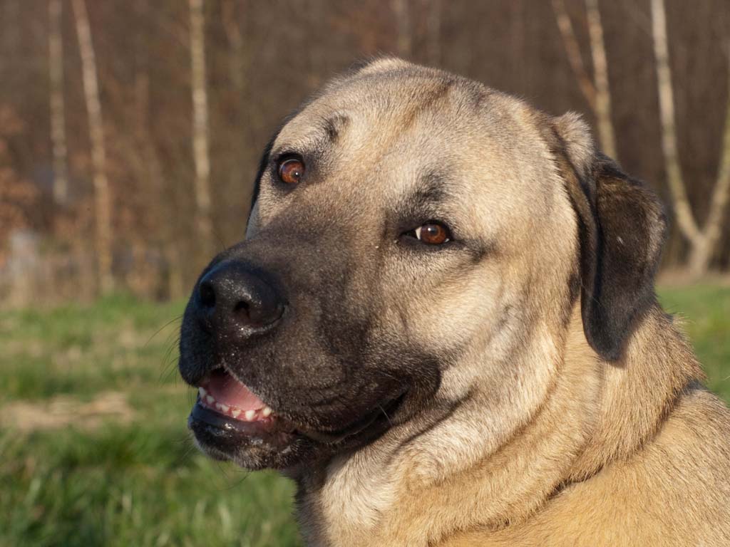 1024x768 Kangal (Turkish Shepherd). Big, big guy, but very friendly