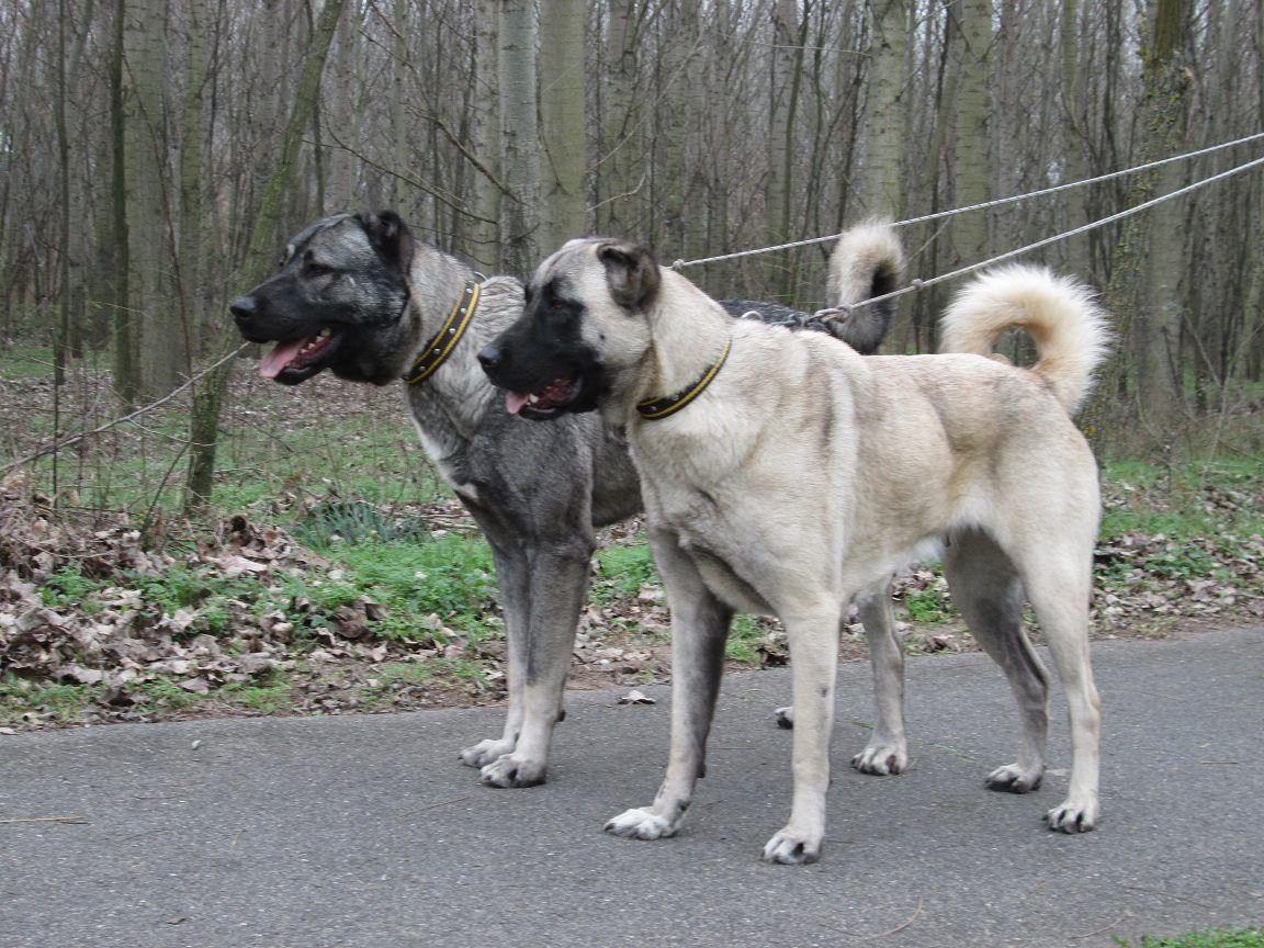1152x864 Orhan GENEL. Kangal dog, Large dog breeds, Dog breeds