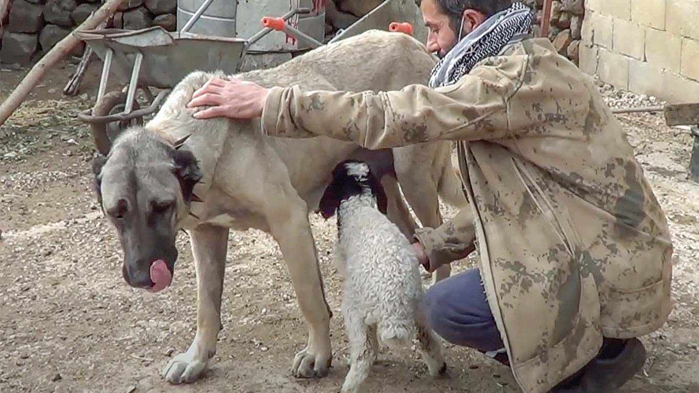 Kangal Wallpapers - Top Free Kangal Backgrounds - WallpaperAccess