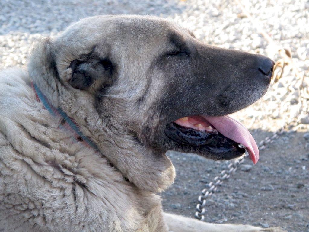 1024x768 Kangal head