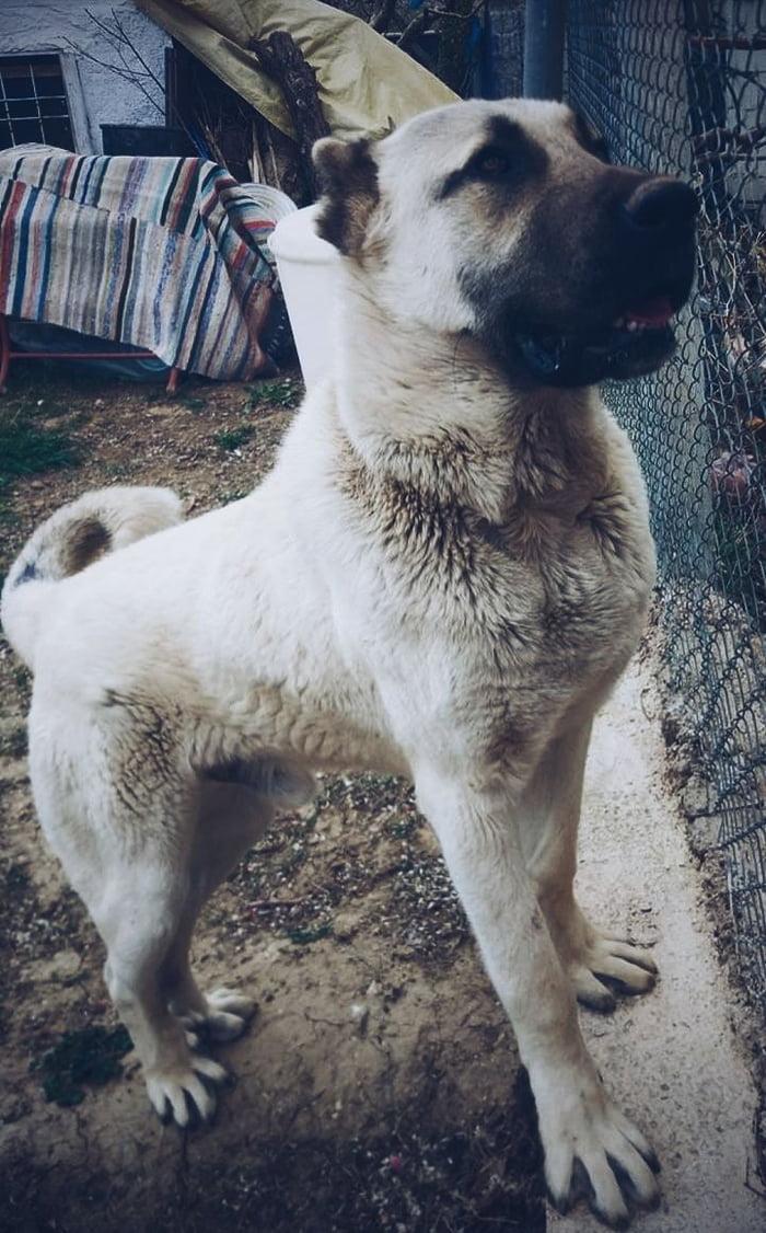 700x1126 Say hi to Ayaz He was an Anatolian shepherd dog and a very good boi. He is not with us today because his illnesses. But he was the best friend I ever