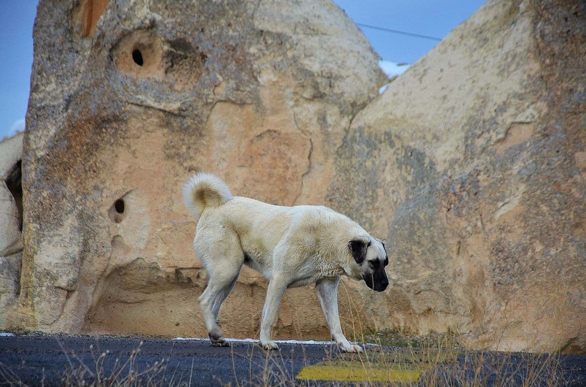 Kangal Wallpapers - Top Free Kangal Backgrounds - WallpaperAccess