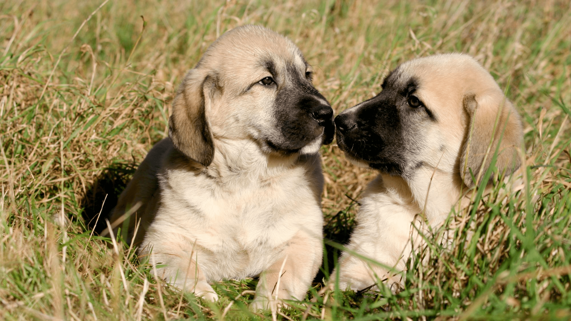 2000x1125 Kengal Shepherd Dog