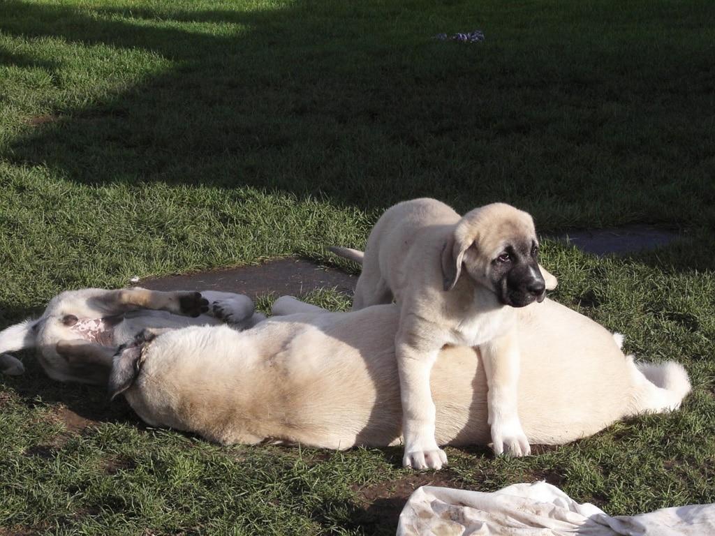 1024x768 Kangal Shepherd Dog, mountain type