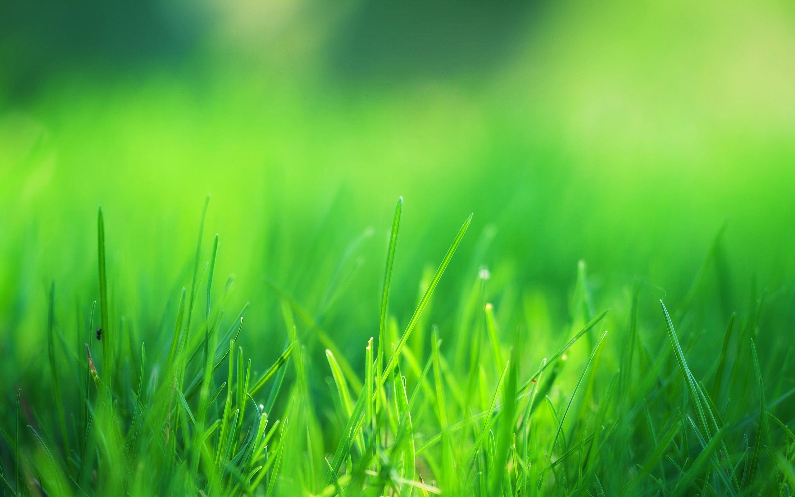 2560x1600 Green Grass Field 1440P Resolution HD 4k Wallpaper