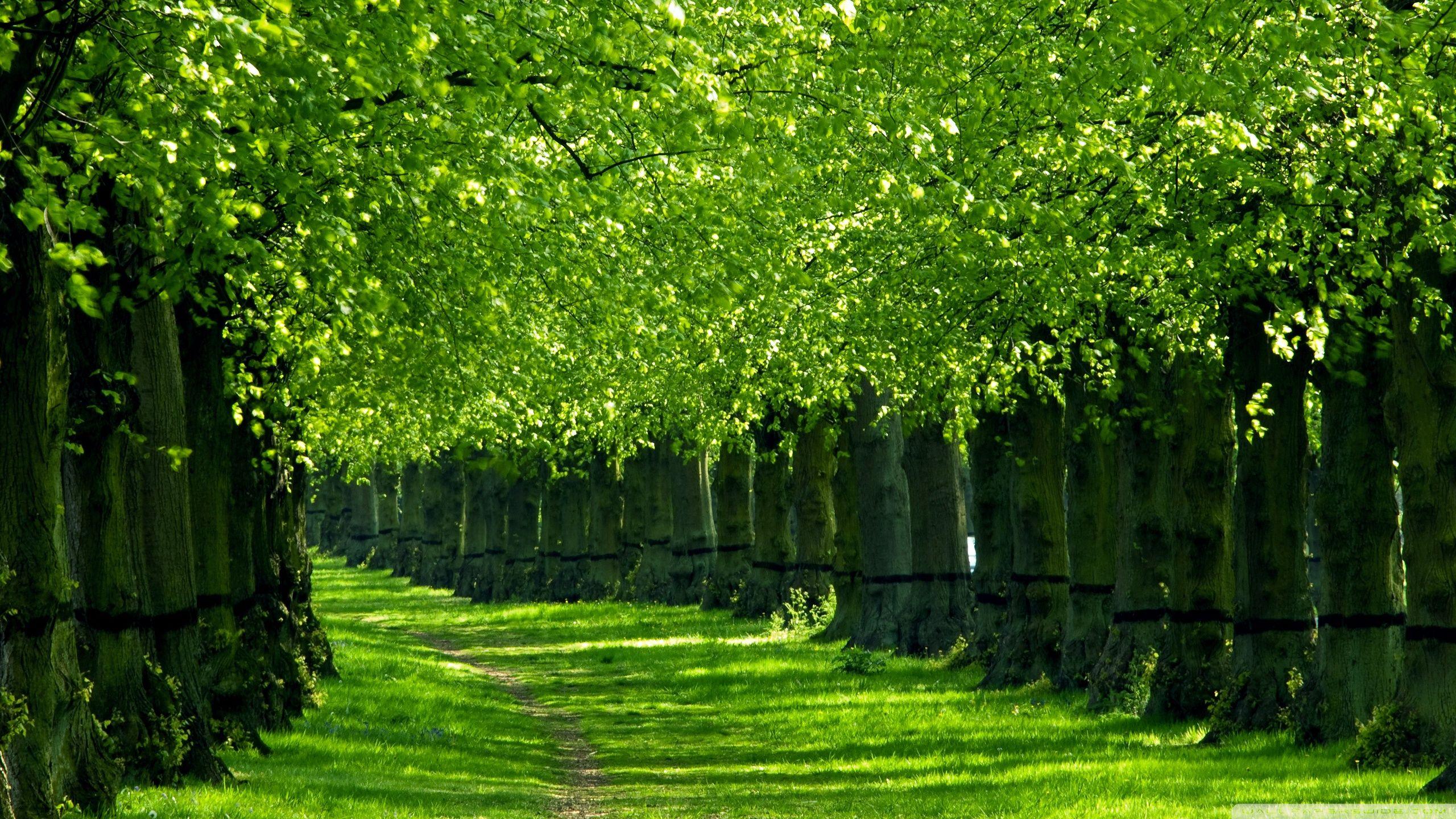 2560x1440 Trees Wallpaper Image