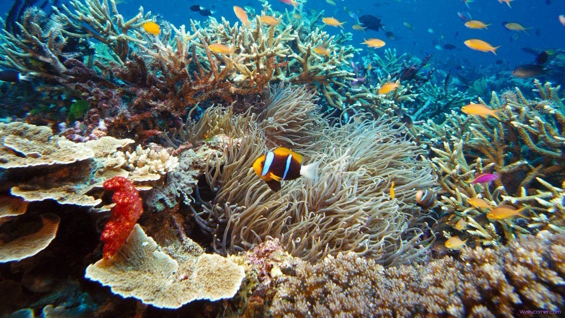 1920x1080 Under the Sea Wallpaper