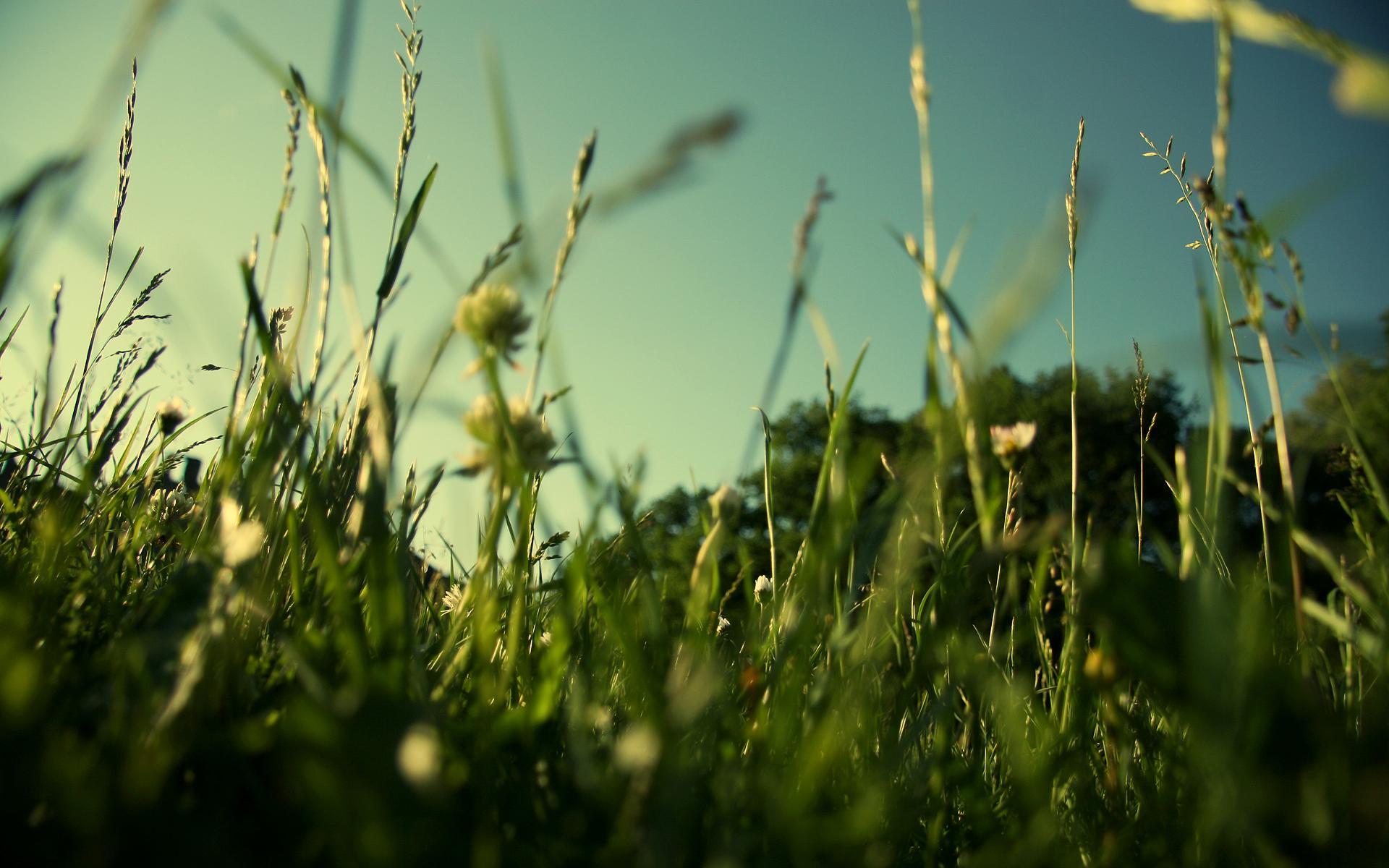 1920x1200 Green Grass Wallpaper , Download 4K Wallpaper For Free