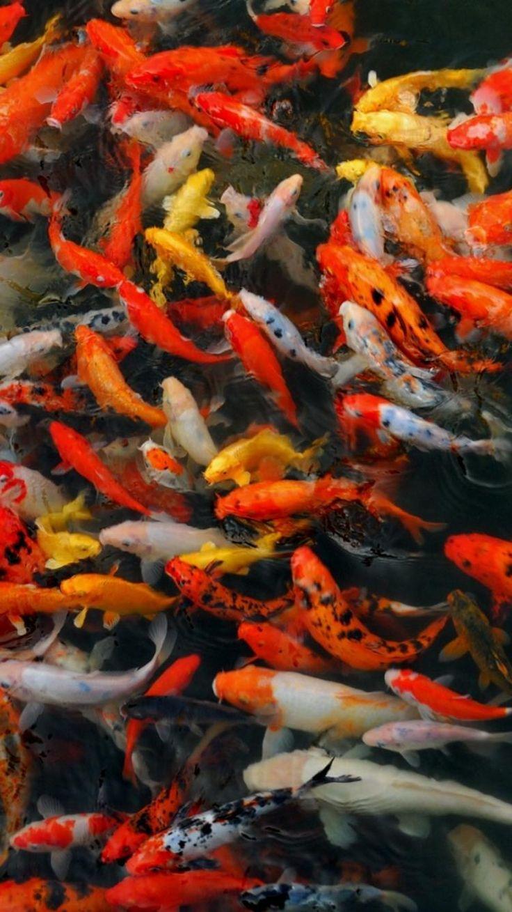 736x1309 Water japan china fish national geographic koi wallpaper. Koi wallpaper, Koi fish, Live fish wallpaper