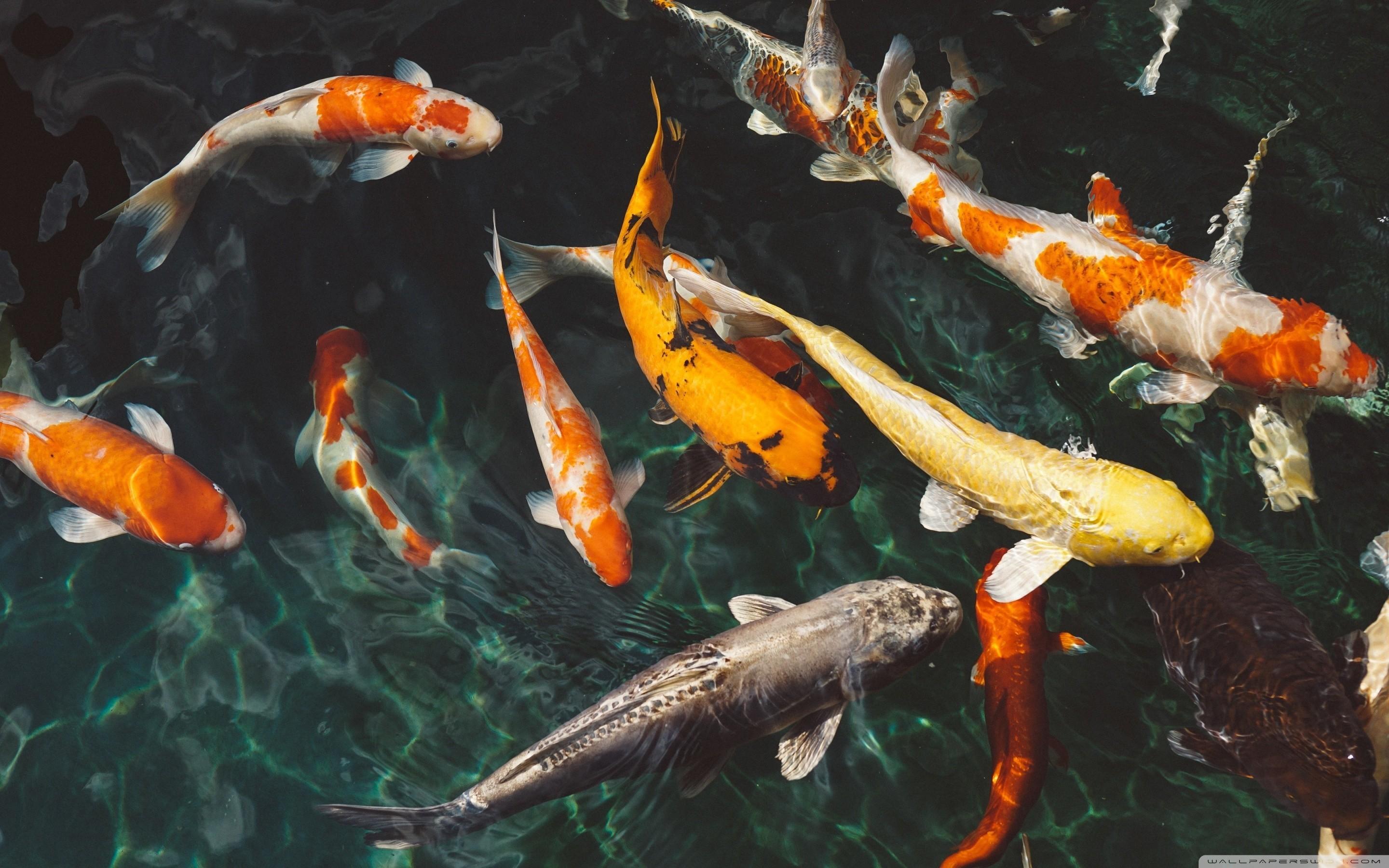 2880x1800 Koi Pond Wallpaper