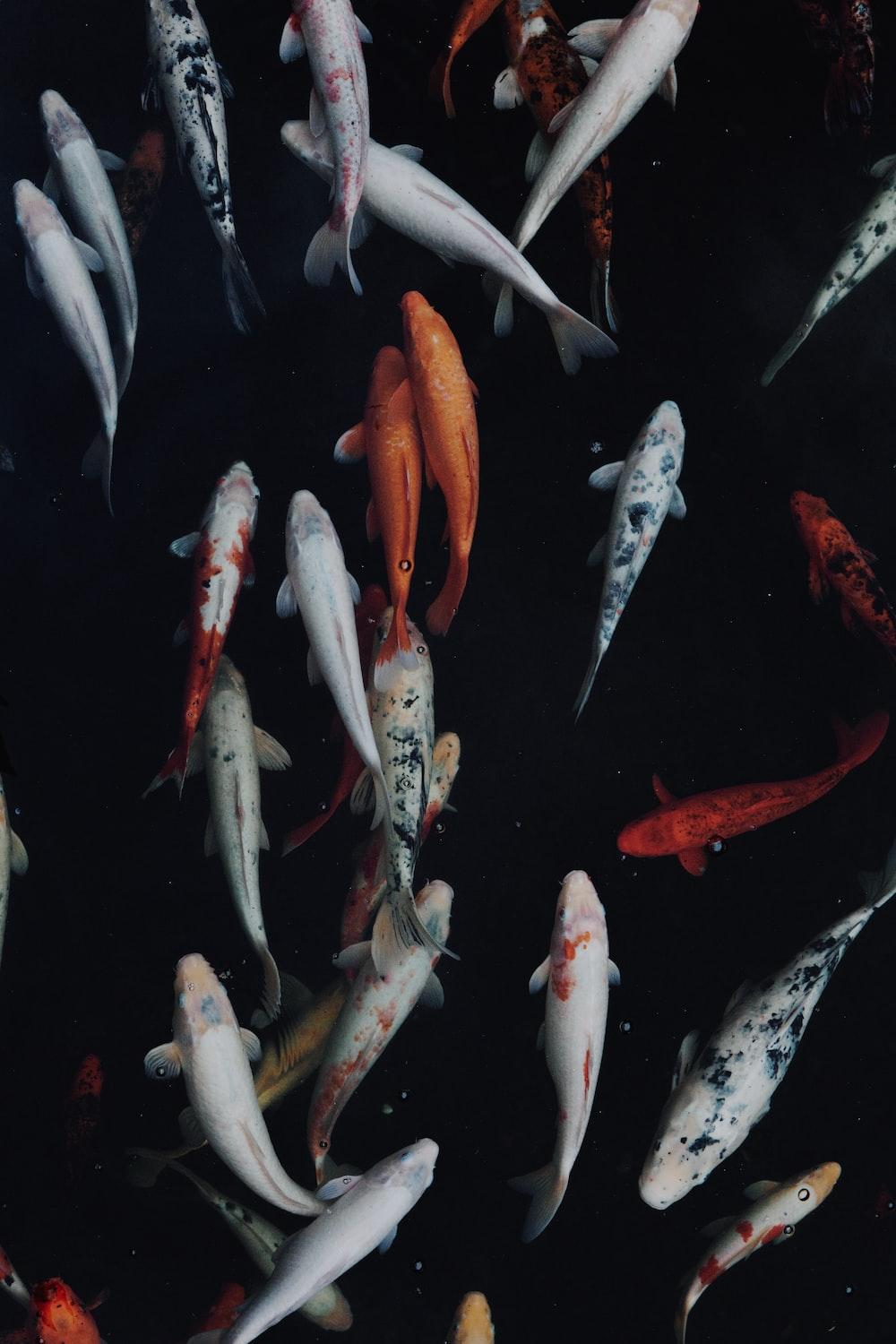1000x1500 Koi Fish Picture. Download Free Image
