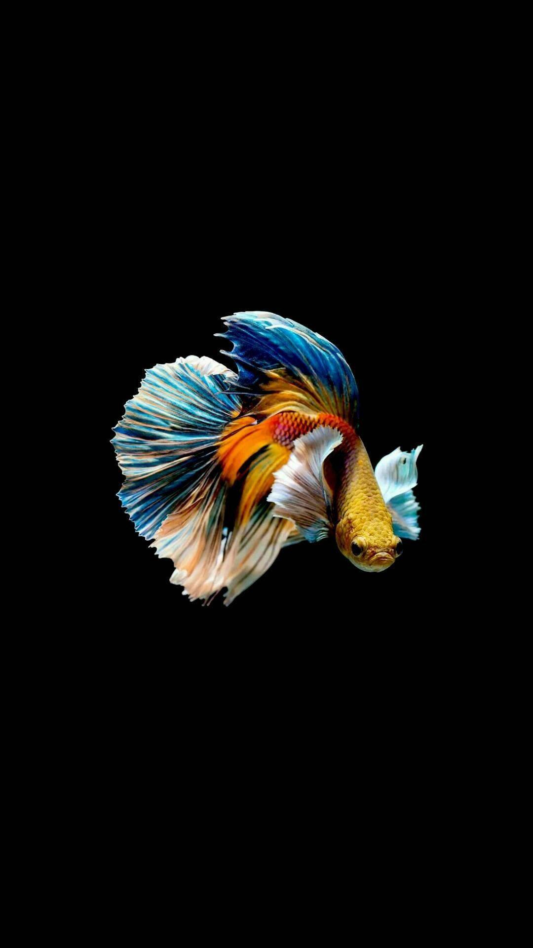 1080x1920 Free Fish iPhone Wallpaper Downloads, Fish iPhone Wallpaper for FREE