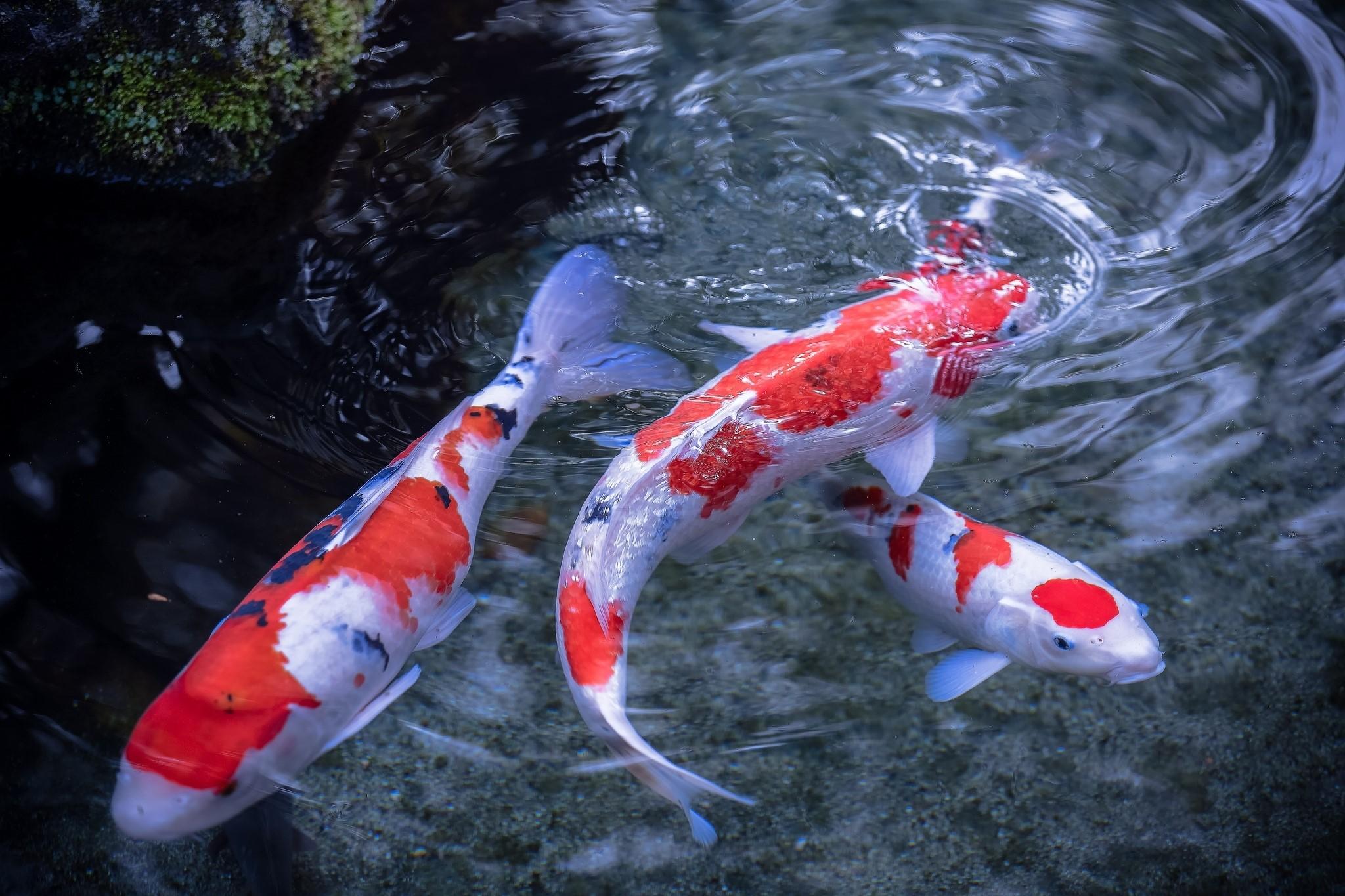 2048x1365 Koi, Fish Gallery HD Wallpaper