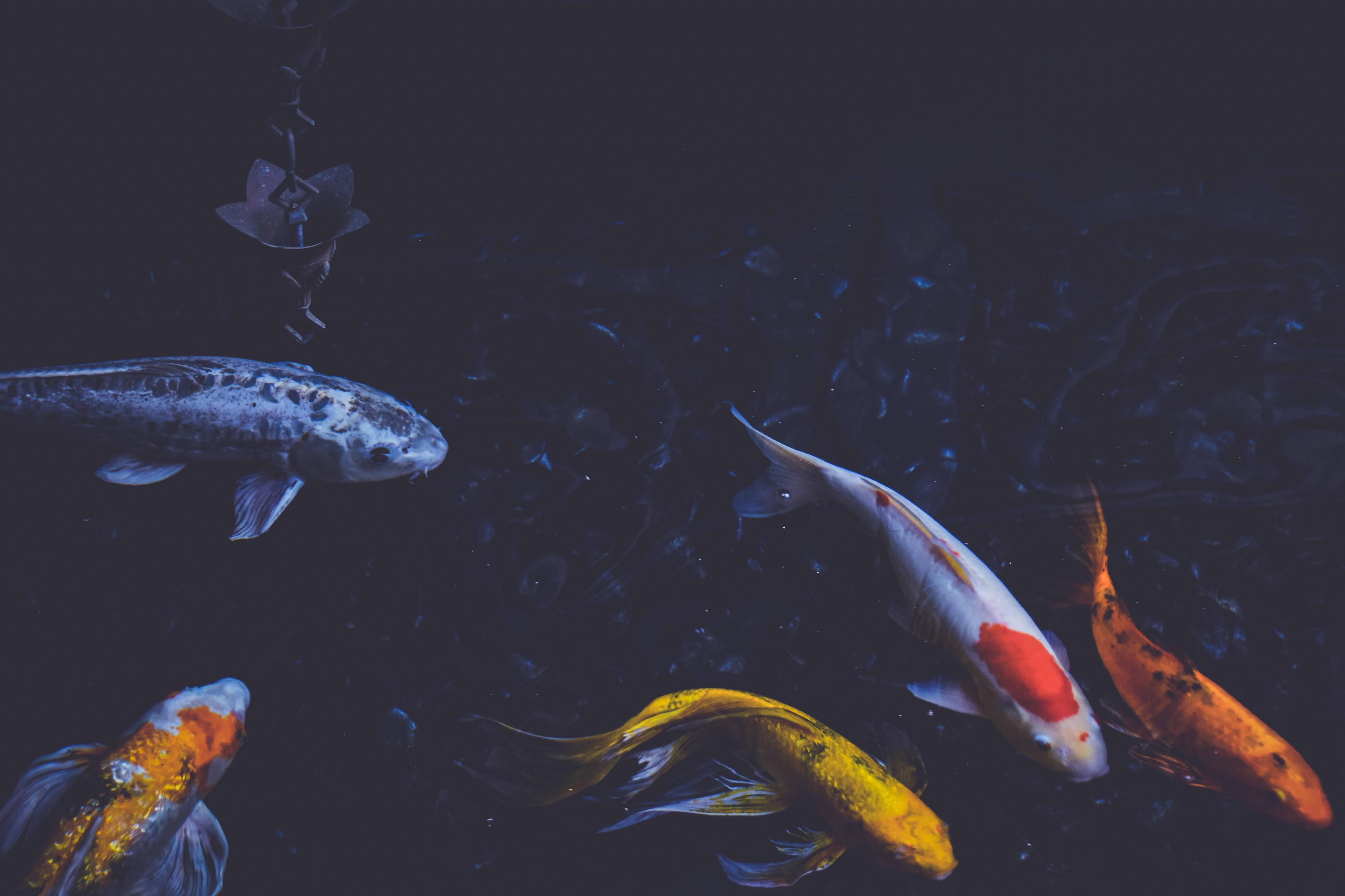 3872x2581 Download Fish Wallpaper