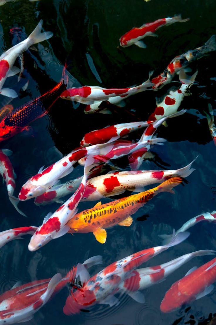 736x1104 School Of Koi Fish. Fish background, Koi wallpaper, Koi