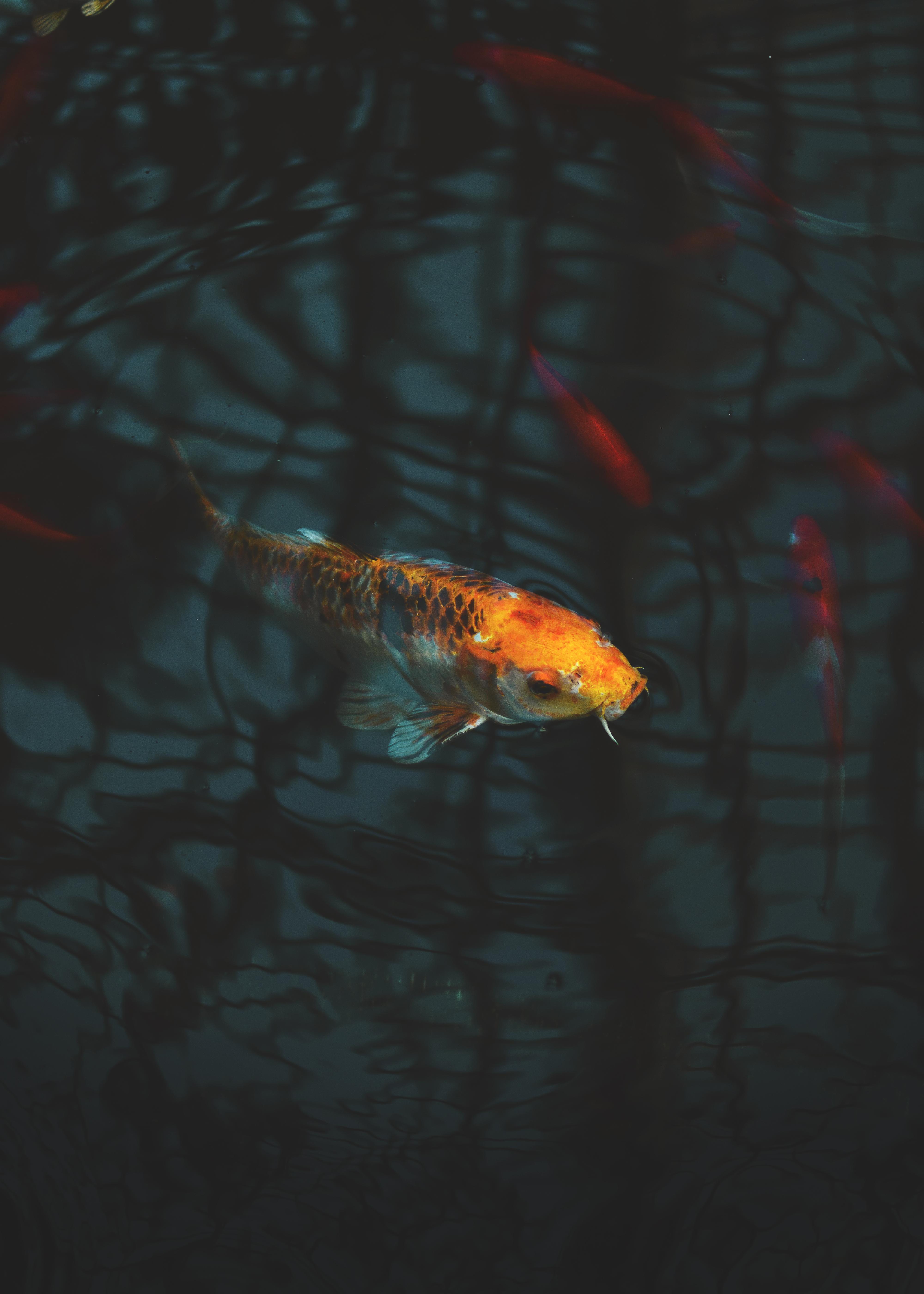 4000x5600 Close Up Photo of Koi Fish · Free