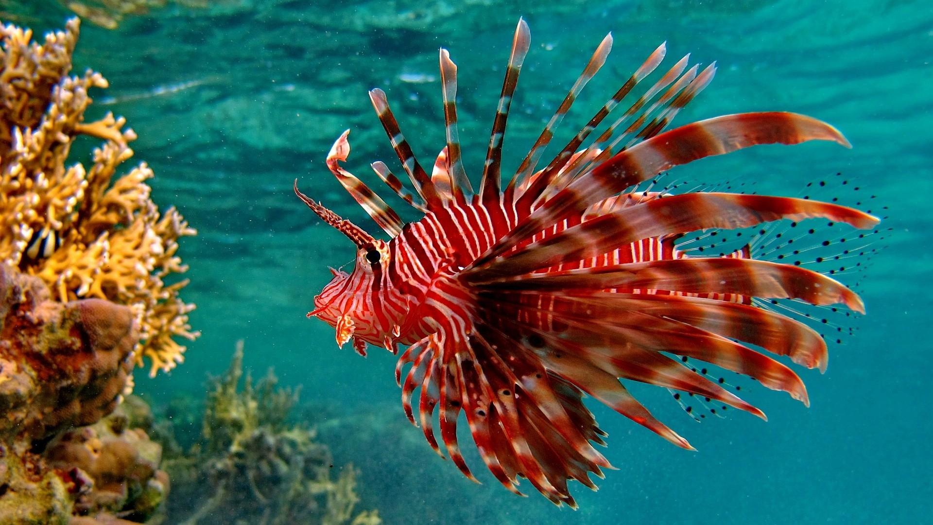 1920x1080 Koi Fish Live