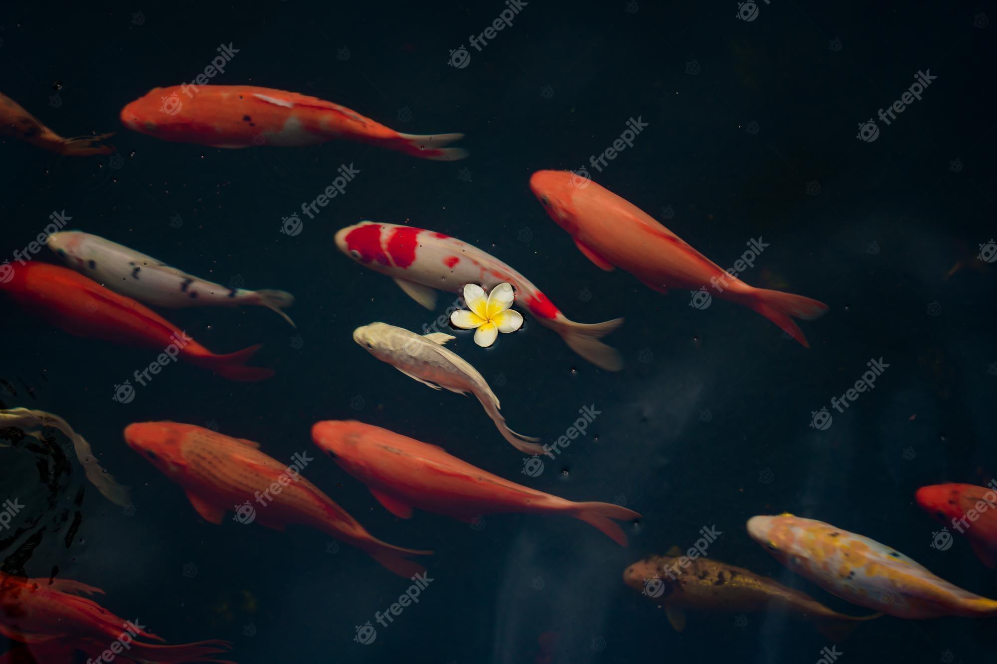 2000x1333 Premium Photo. Koi fish swim artificial ponds with a beautiful background in the clear pond colorful decorative