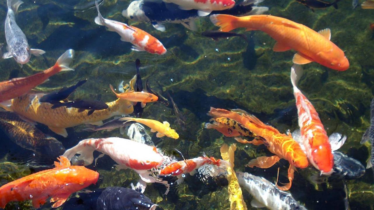 1280x720 Koi Fish Live Wallpaper