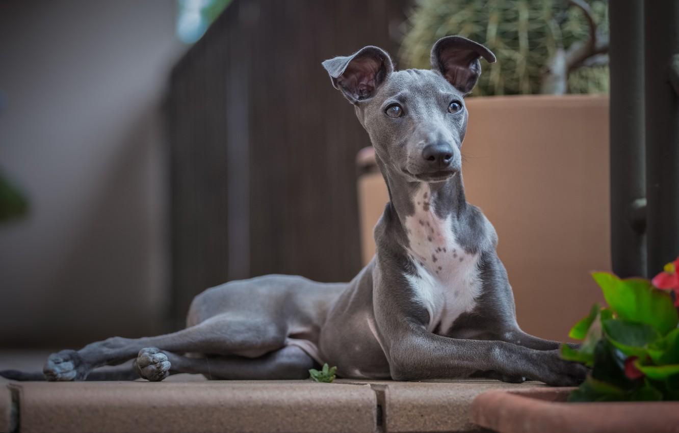 1332x850 Italian Greyhound Wallpaper