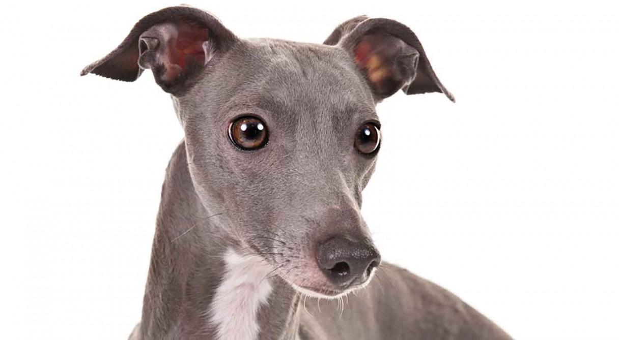 1216x669 Italian Greyhound Wallpaper