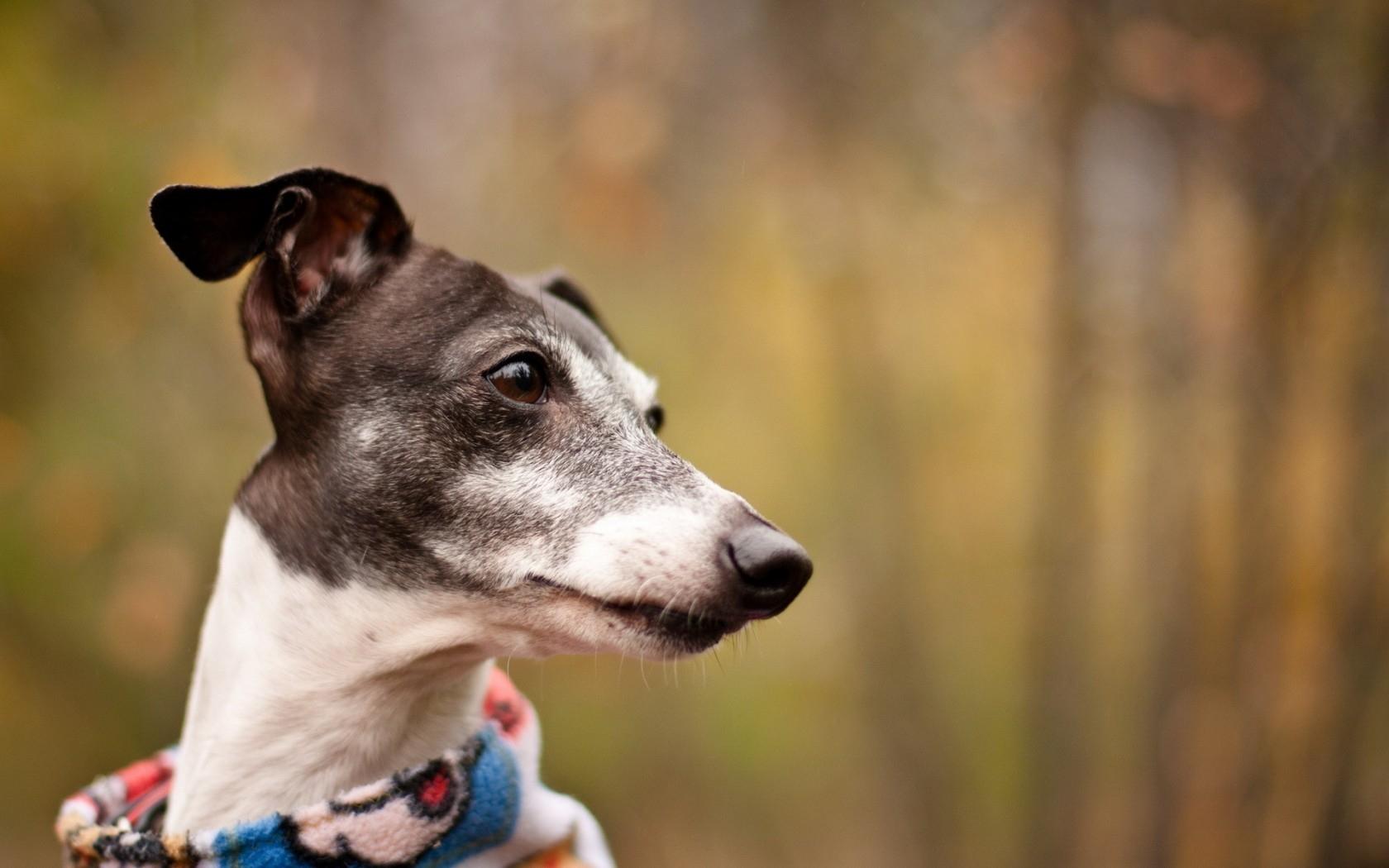 1680x1050 Italian Greyhound Wallpaper